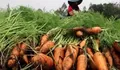 Petani Manggarai NTT: Sejak Ada MBG, Harga Wortel Kami Naik 3 Kali Lipat