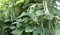 Petani NTT Bersyukur, 3.000 Pohon Buncis Terserap Semua Berkat MBG