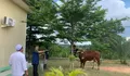 Kapolda Kepri Salurkan Bantuan Sapi Kurban di Ponpes Mambaus Sholihin Bintan