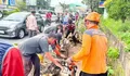 Nimpa Pengendara, BPBD Tanjungpinang Evakuasi Pohon Tumbang di Jalan KM 10