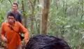 Musim Tiba, Masyarakat Letung Berburu Buah Kembang Semangkok