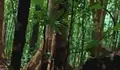 Berburu Buah Payang, Warga Letung Disengat Lebah Madu