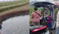 Sawah Tiba-tiba Ambles, Sinkhole Biru Gegerkan Limapuluh Kota