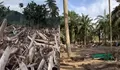 Sebulan Pascabanjir, Desa di Aceh Tamiang Masih Tertimbun Kayu