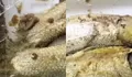 Program MBG Disorot Lagi, Kali Ini Ikan Bandeng Diduga Berulat