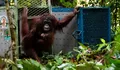 Lima Individu Orangutan Hasil Rehabilitasi Dilepasliarkan ke Taman Nasional Betung Kerihun Kapuas Hulu