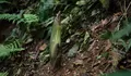 Bunga Bangkai Amorphophallus Titanum Segera Mekar di Kebun Raya Bogor, Catat Waktunya!!