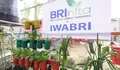 Warga Tuminting bersama BRInita sukses transformasi lahan sampah menjadi lahan urban farming