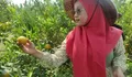Agrowisata Petik Jeruk di Demak Jadi Favorit Wisatawan, Tiket Rp20 Ribu Makan Sepuasnya