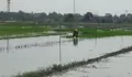 Sawah di Kendal Terendam Banjir, Petani: 3 Hari Tidak Surut Bisa Mati