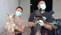 Ada yang Kritis dan Meninggal, Ratusan Anjing yang Dibawa Pakai Truk Dirawat di Polrestabes Semarang