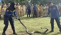 Terkendala Tempat, Damkar Kendal Kesulitan Salurkan Ular Hasil Penyelamatan
