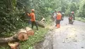 Rapuh, Pohon Jengkol Tumbang Ditiup Angin Kencang dan Melintang Jalan