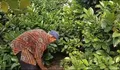 Harga Kopi Tembus Rp 80.000 , Begini Harapan Petani di Kendal