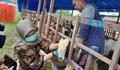 Waspada Belasan Kambing Kurban di Semarang Kena Penyakit Cacar, Tak Layak Jual Harus Dikembalikan