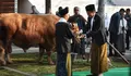 Beratnya 1,25 Ton, Butuh 15 Orang untuk Sembelih Sapi Jumbo Milik Presiden Jokowi