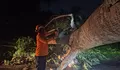 Hujan Deras Disertai Angin Sebabkan Pohon Tumbang di 6 Titik di Kendal