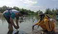 Cegah Abrasi Kian Parah, 1.000 Bibit Mangrove Ditanam RS PKU Aisyiyah Kendal