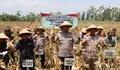 Dukung Program Pemerintah, Kendal Gelar Panen Raya Jagung Kuartal III 2025