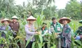 Polres Talaud, AKBP. Arie Sulistyo Nugroho Gelar Panen Raya Jagung Serentak Kuartal IV 2025