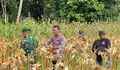 Kapolsek Kabaruan Kepulauan Talaud, Ipda. Andika Eka Putra Amisi, SH, Pimpin Panen Jagung Hasil penanaman Kuartal IV ​