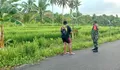Hama Tikus Serang Sawah, Babinsa Ambela Talaud Turun Tangan Bantu Petani Padi