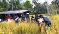 Babinsa Koramil 03/Beo Talaud, Sertu Pence Maapanawang Bersama Kelompok Tani Marimbe Laksanakan Panen Padi Ladang