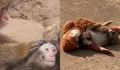 Sempat Jadikan Boneka sebagai Teman, Bayi Monyet Punch Akhirnya Diterima pada Lingkungan Sosialnya di Ichikawa City Zoo
