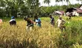 Babinsa Desa Rae Selatan Bersama Poktan Anda’aran Laksanakan Panen Padi Ladang