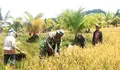 Babinsa Hadir di Tengah Petani, Kawal Panen Padi di Desa Ambela
