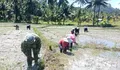 Babinsa Turun Sawah, Dandim Talaud Tegaskan Komitmen TNI Dukung Ketahanan Pangan di Ambela