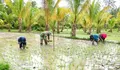 Babinsa Dampingi Petani Laksanakan Penanaman Padi Sawah di Desa Ambela