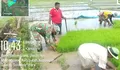 Dukung Ketahanan Pangan, TNI AD Hadir di Tengah Petani Talaud