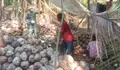Bantu warga Binaan Olah Hasil Kelapa, Koramill 05/Essang Laksanakan Giat Pendampingan