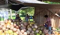 Bantu Olah Hasil Kelapa, Babinsa Koramil 1312-05/Essang, Koptu Alpret Pusut Laksanakan Giat Pendampingan