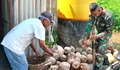 Babinsa Koramil-07/Miangas. Serka Jainudin Bantu Warga Olah Kelapa Menjadi Kopra