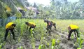 Perkuat Ketahanan Pangan di Beranda Utara, Babinsa bersama Anggota Polsek Karatung Bersihkan Lahan Jagung.
