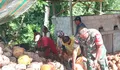 Menjadi Contoh Dalam Tiap Tindakanya Babinsa Bantu Warga Olah Hasil Kebun Kelapa
