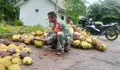 Dukung Ekonomi Warga Babinsa Serma Olden Wanua Bantu Olah Kelapa Jadi Kopra