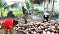 Babinsa Desa Miangas Bantu Warga Kupas Kelapa untuk dijadikan Kopra