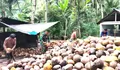 Babinsa Komsos Dengan Masyarakat Petani Kelapa Di Desa Karatung