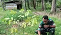 Babinsa Koramil 08/Melonguane Kopda Jonly Sarean Melaksanakan Pemeliharaan Bibit Pala di Lahan Milik Pribadi
