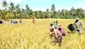 Babinsa Koramil 1312-08/Melonguane Hadiri Kegiatan Panen Padi Sawa Warga Di Dexa Ambela
