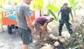 Babinsa Desa Miangas Bantu Warga Angkut Kelapa