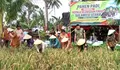 Bukan Cuma Tegakkan Hukum, Kajati Sulut Ikut Turun ke Sawah Talaud Tanam 'Harapan'