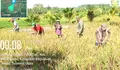Panen Padi di Desa Ambela, Babinsa Koramil 1312-08/Melonguane Dukung Ketahanan Pangan Nasional