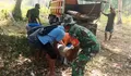 Sinergi TNI dan Warga, Babinsa Koramil 1312-01/Kabaruan Gotong Royong Angkut Batang Kelapa untuk Pembangunan Jembatan Darurat