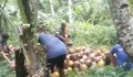 Tingkatkan Perekonomian Lokal, Babinsa Koramil 1312-01/Kabaruan Pendampingan Pengolahan Kopra Warga Desa Taduwale