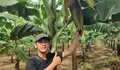 Pisang Cavendish Asal Cianjur Raih Juara II Lomba Buah Unggul Tingkat Nasional 2026
