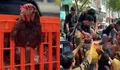 Harga Telur Anjlok, Peternak DIY Malah Bagi-bagi 1.600 Ayam Gratis ke Warga